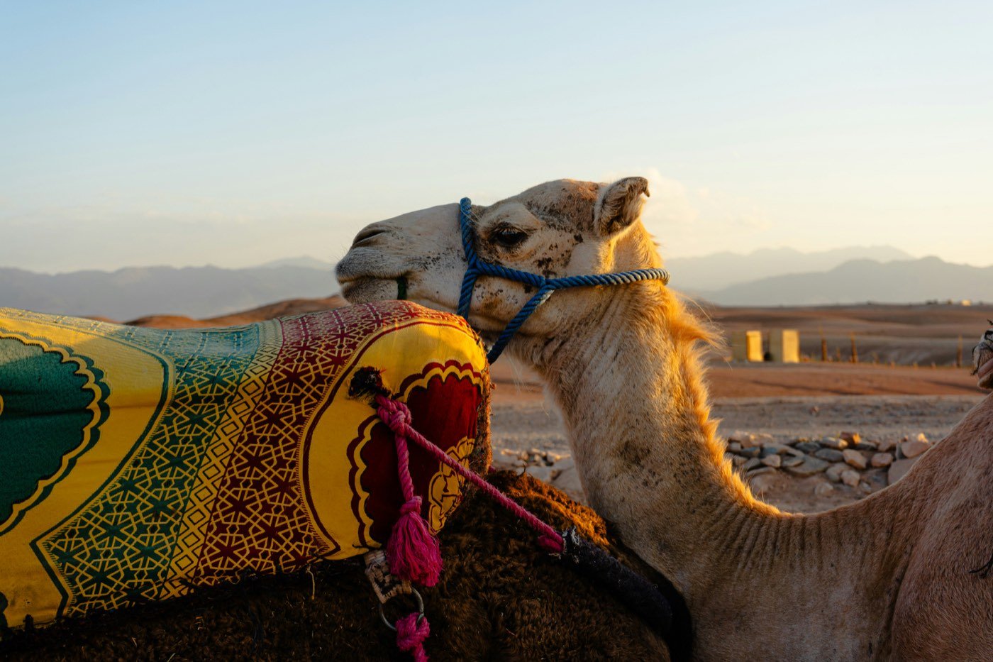 A camel in an embroidered blanket at sunset in the Agafay desert, the hills going blue behind