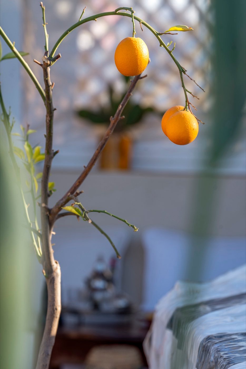 An orange tree on the terrace, two ripe fruit within reach
